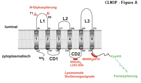 CLN3P - Figure A